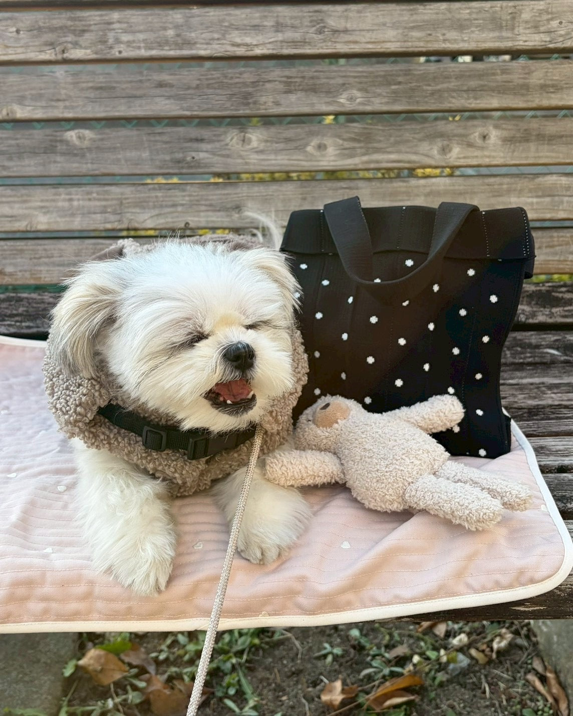 Co-Knitty / Dot / Black