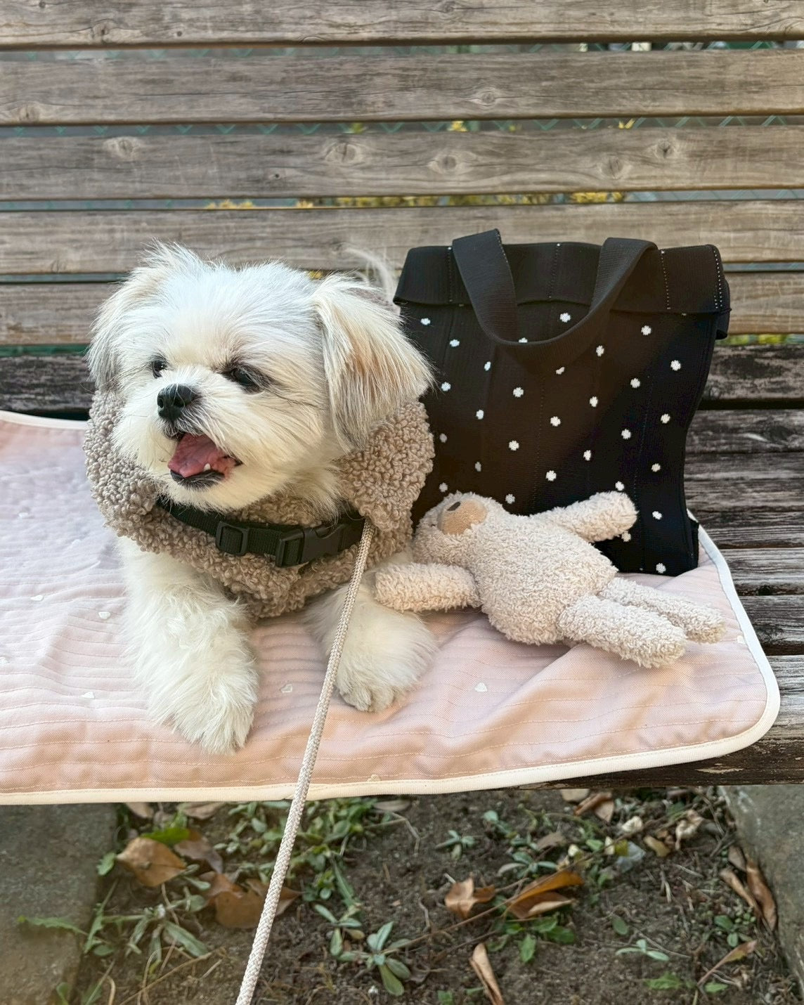 Co-Knitty / Dot / Black