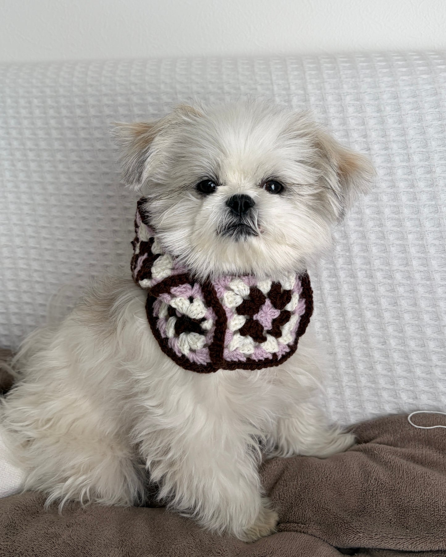 Dog Balaclava